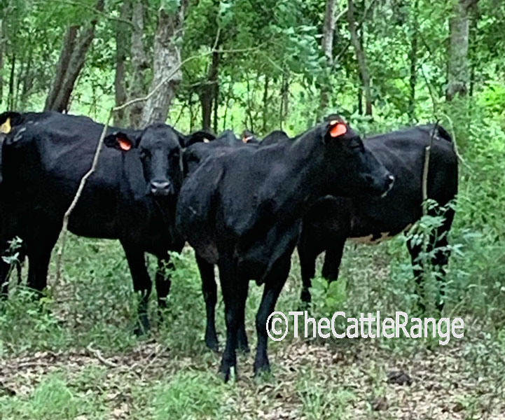 Cattle Range Listing Image