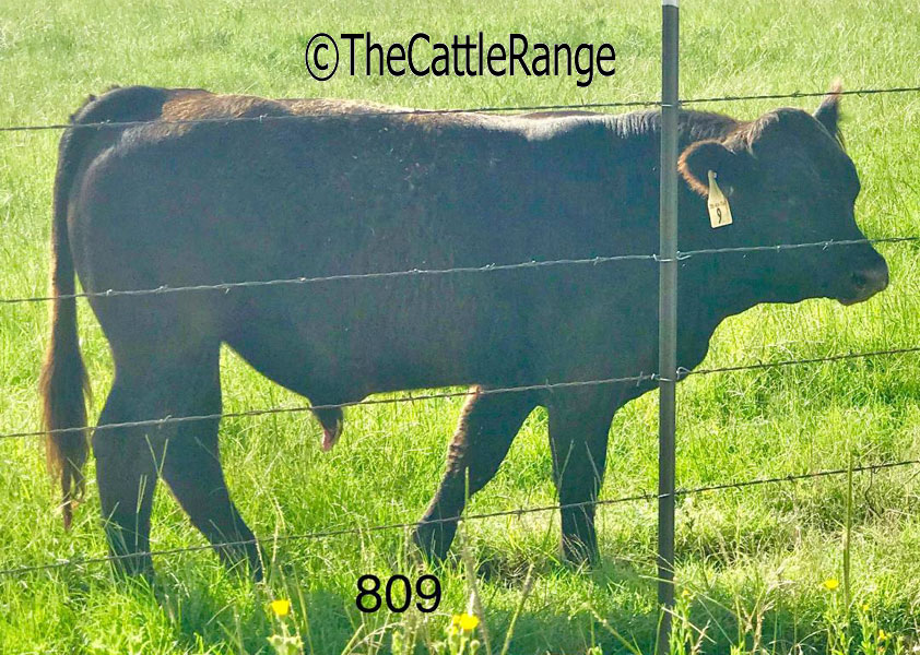 Cattle Range Listing Image