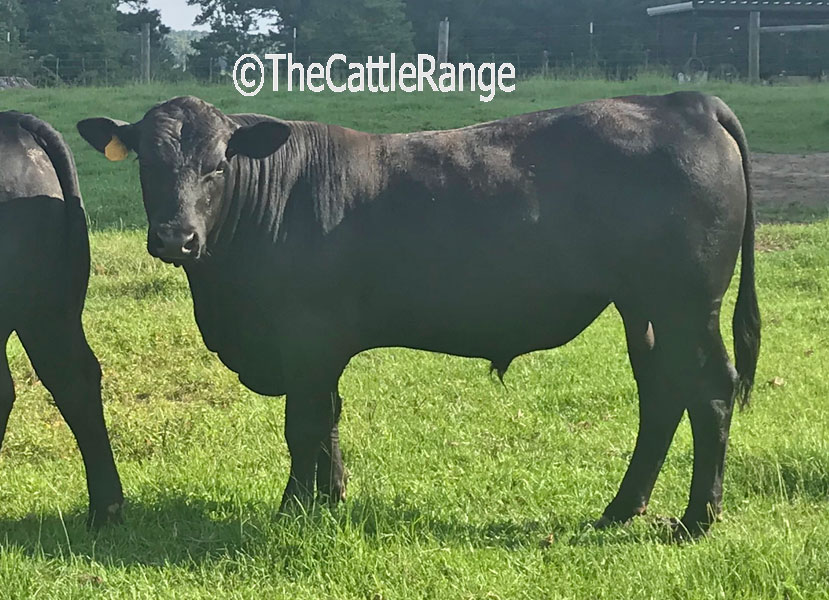 Cattle Range Listing Image
