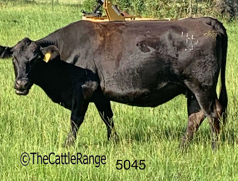 Cattle Range Listing Image