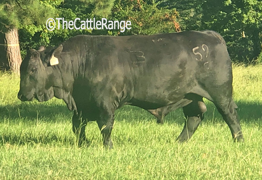 Cattle Range Listing Image