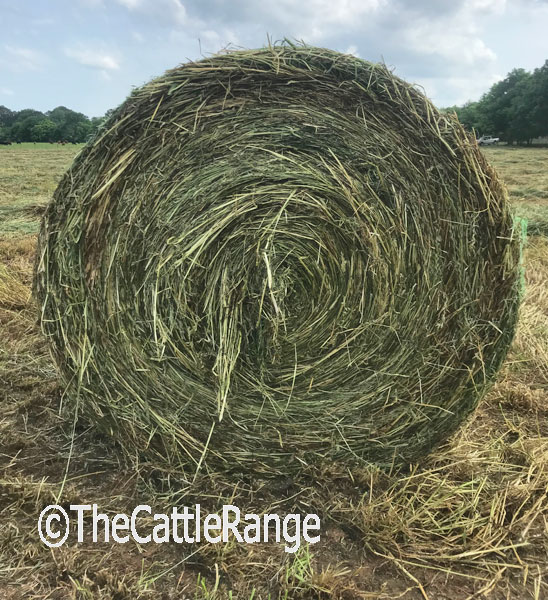 Cattle Range Classified Image