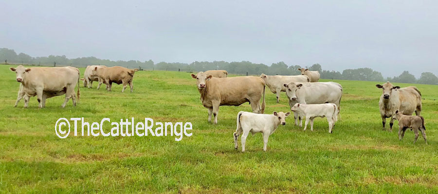 Cattle Range Listing Image