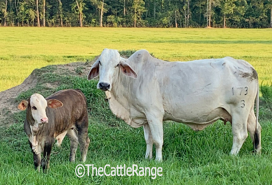 Cattle Range Listing Image