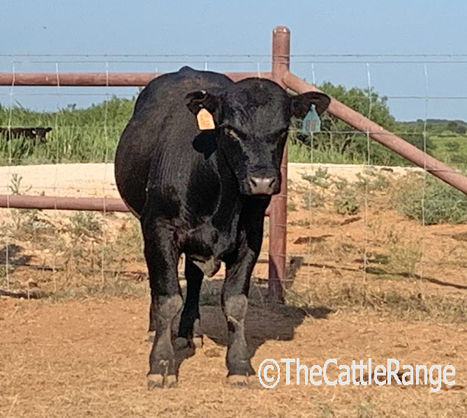 Cattle Range Listing Image