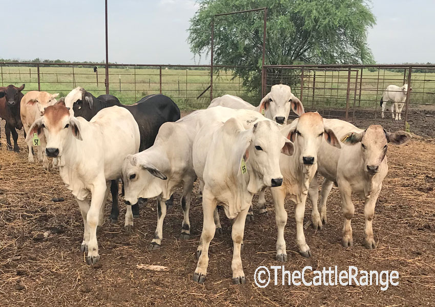 Cattle Range Listing Image