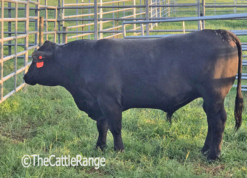 Cattle Range Listing Image