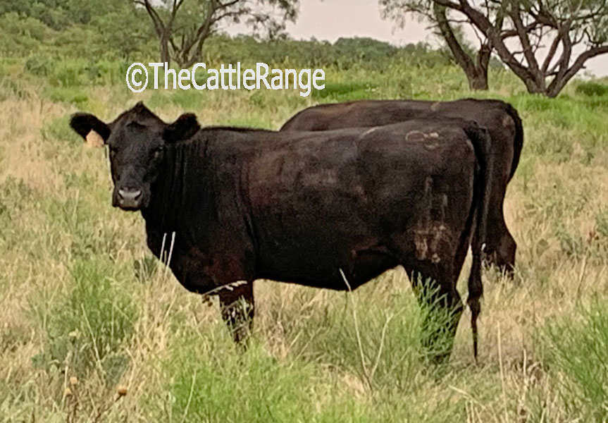 Cattle Range Listing Image