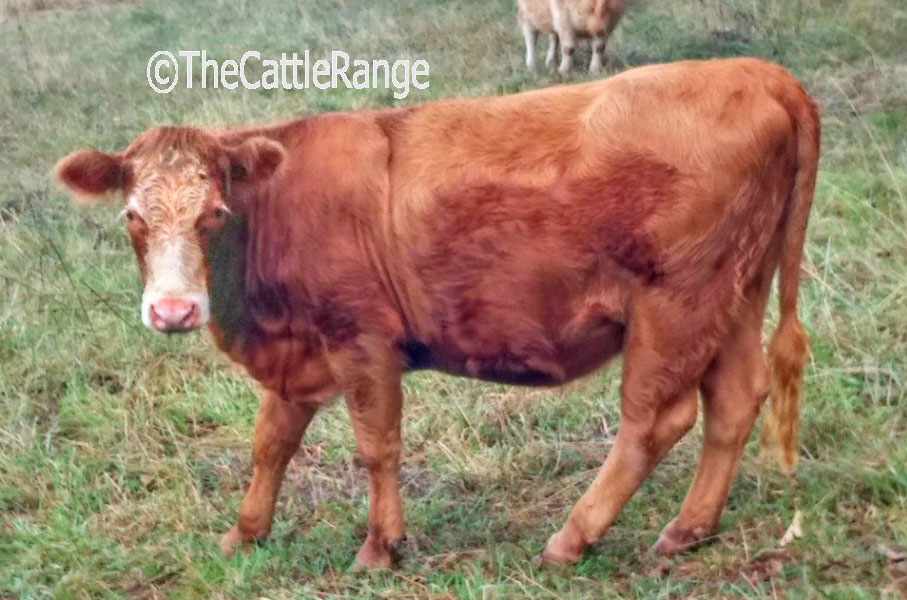 Cattle Range Listing Image