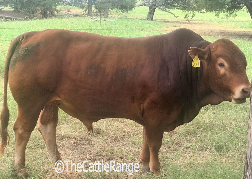 Cattle Range Listing Image