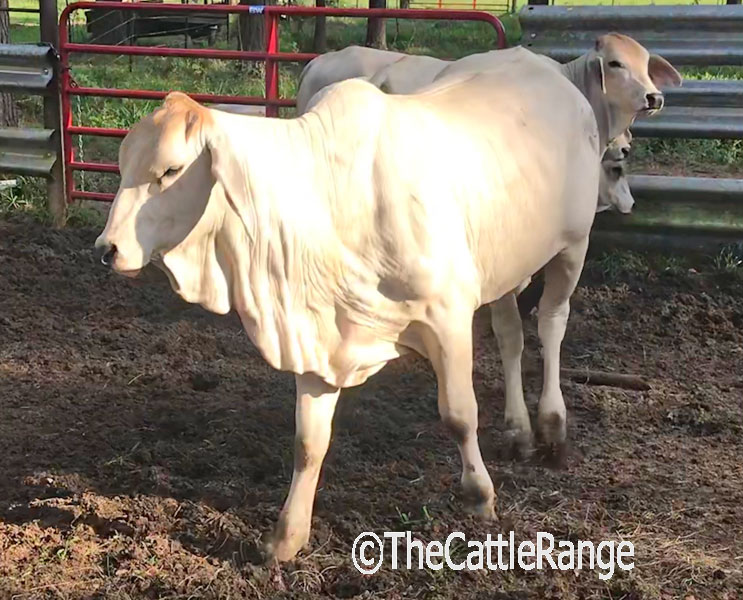 Cattle Range Listing Image