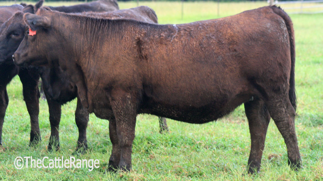 Cattle Range Listing Image