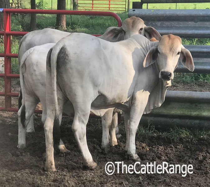 Cattle Range Listing Image