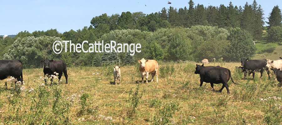 Cattle Range Listing Image