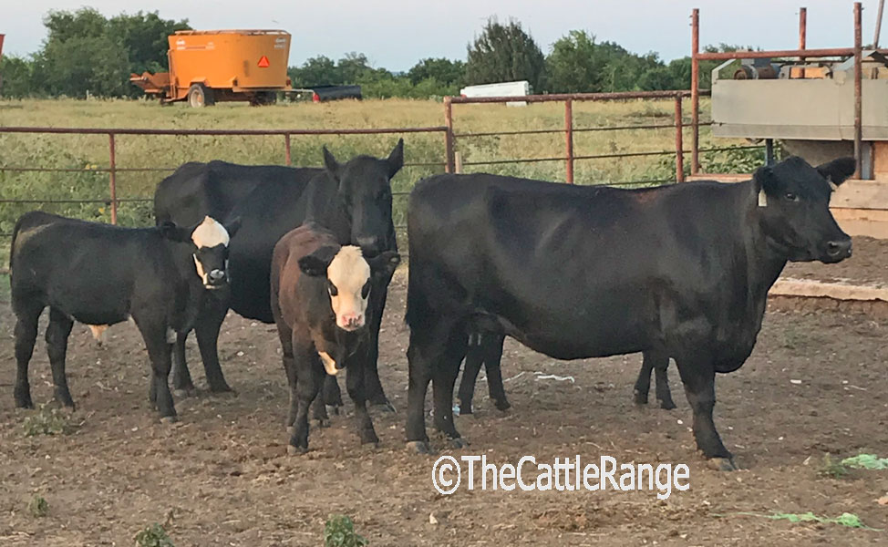 Cattle Range Listing Image