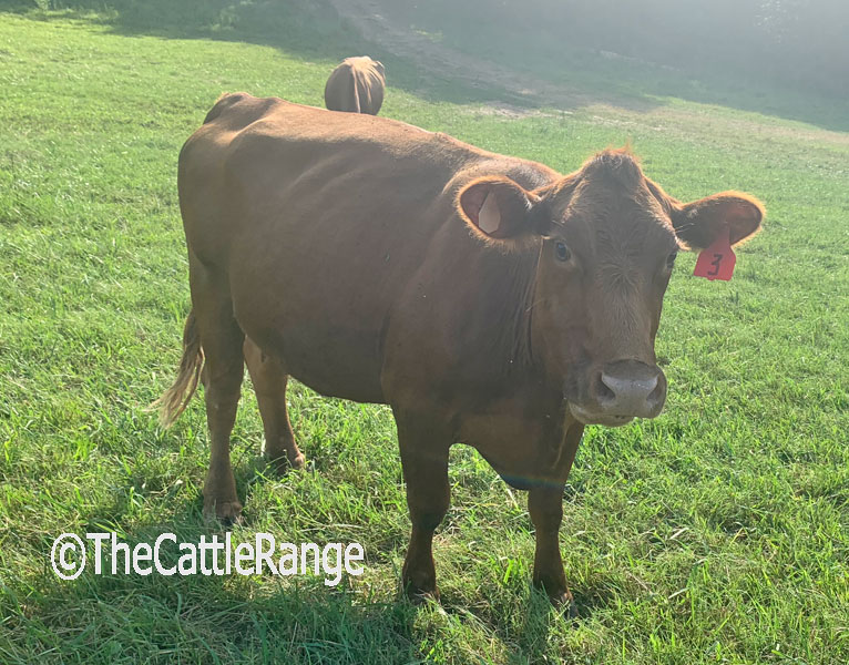 Cattle Range Listing Image