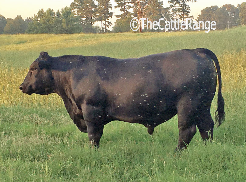 Cattle Range Listing Image