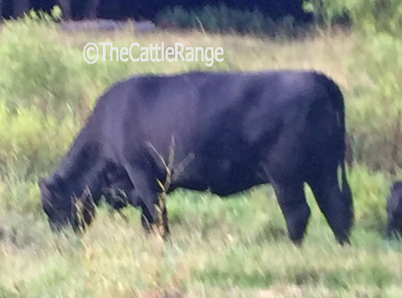 Cattle Range Listing Image