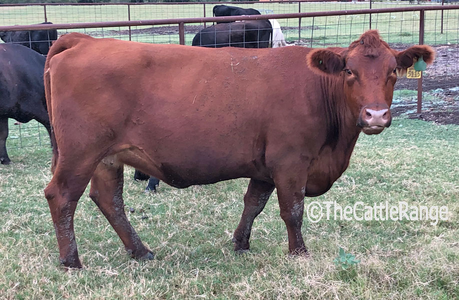 Cattle Range Listing Image