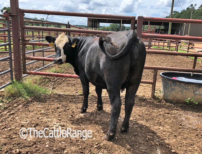 Cattle Range Listing Image