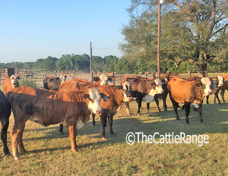 Cattle Range Listing Image
