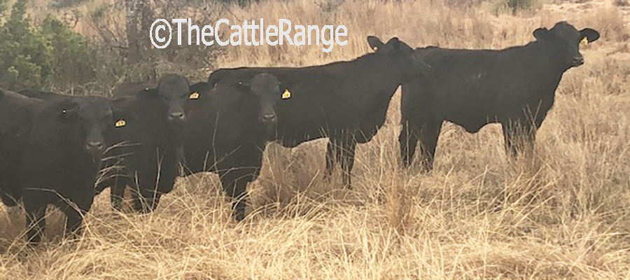 Cattle Range Listing Image