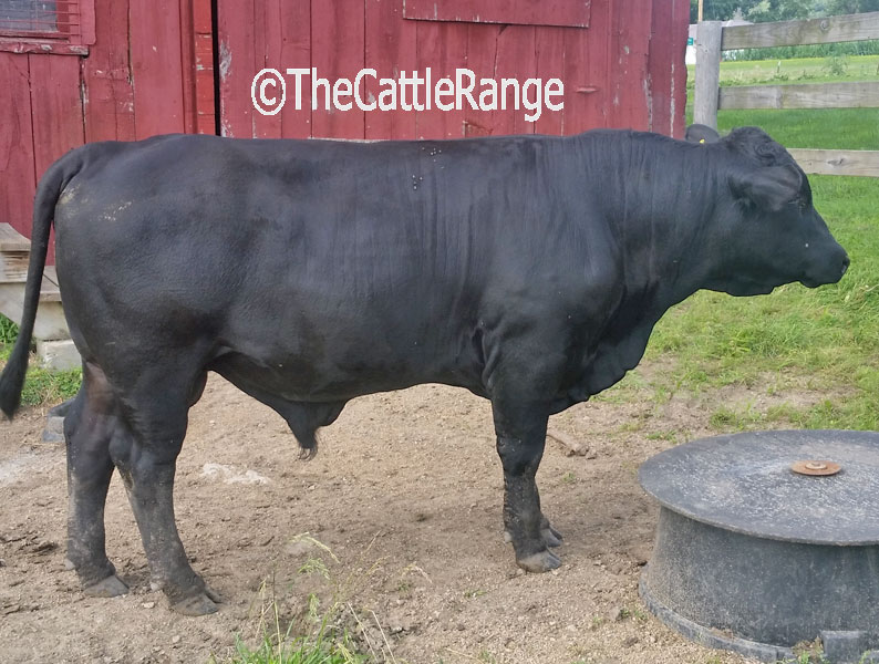 Cattle Range Listing Image