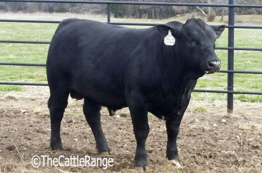 Cattle Range Listing Image