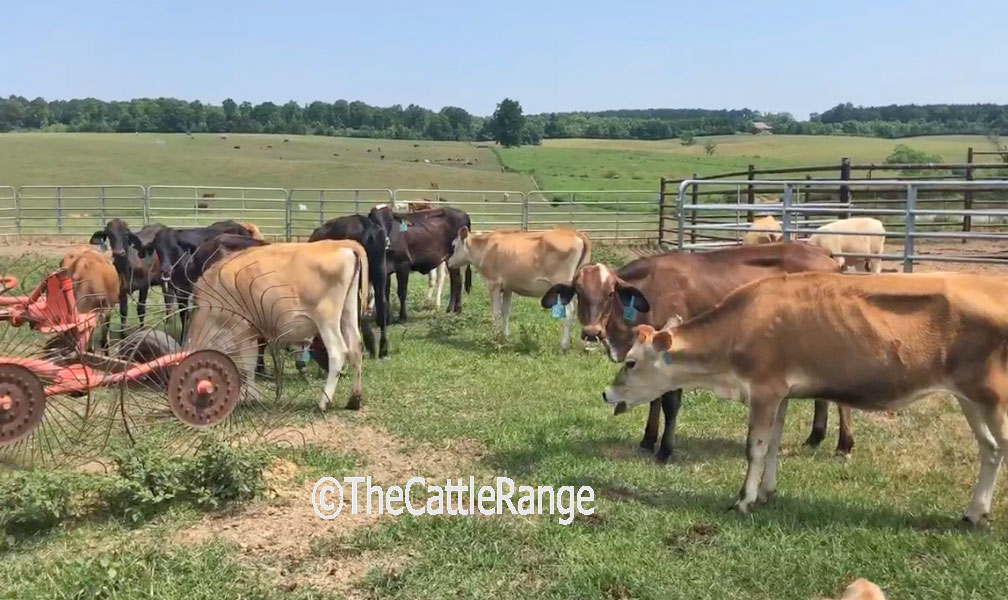 Cattle Range Listing Image