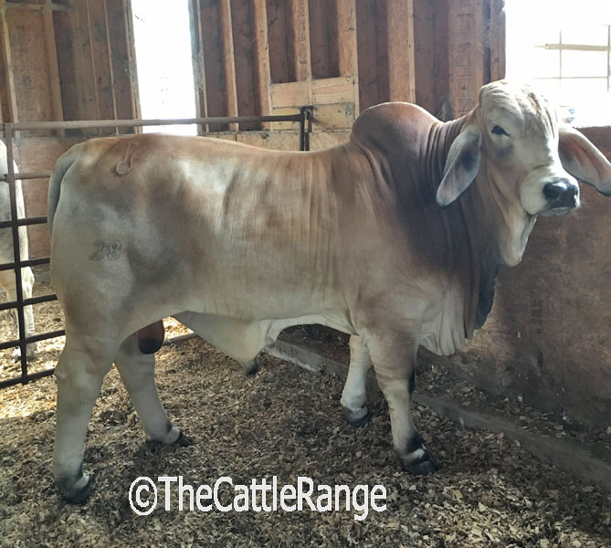 Cattle Range Listing Image