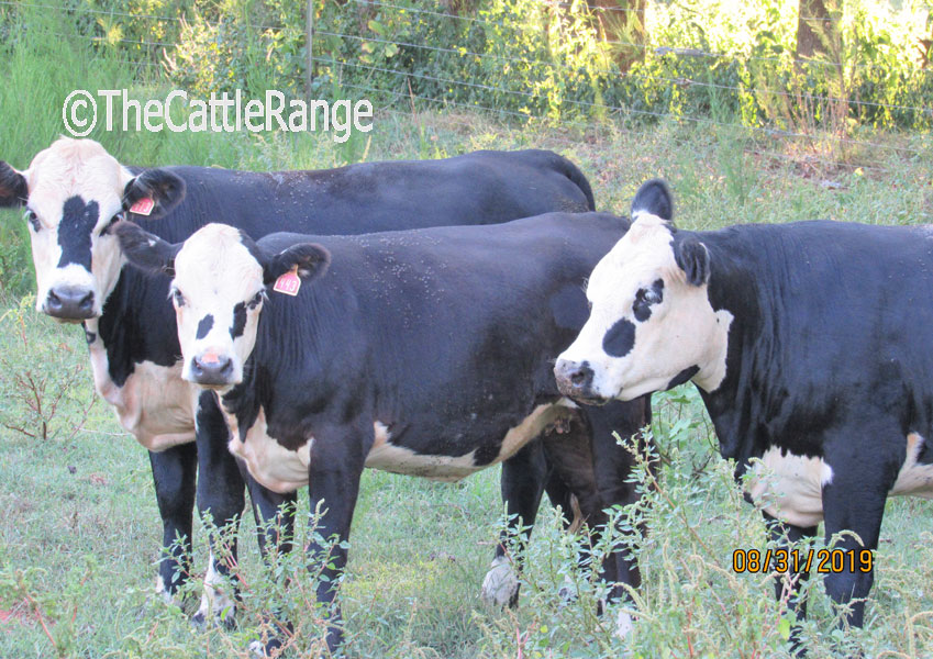 Cattle Range Listing Image