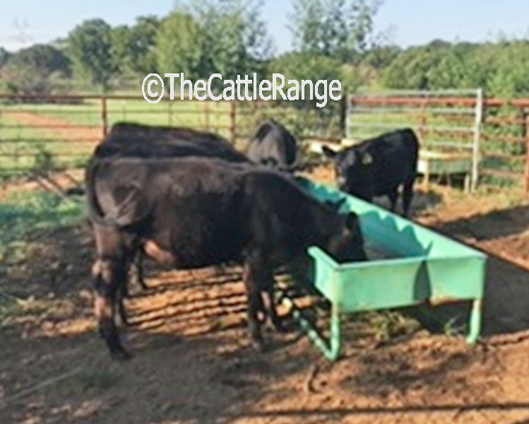 Cattle Range Listing Image