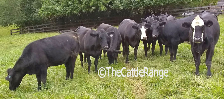 Cattle Range Listing Image