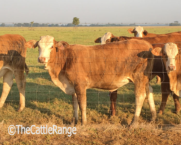 Cattle Range Listing Image