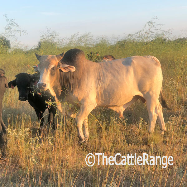 Cattle Range Listing Image