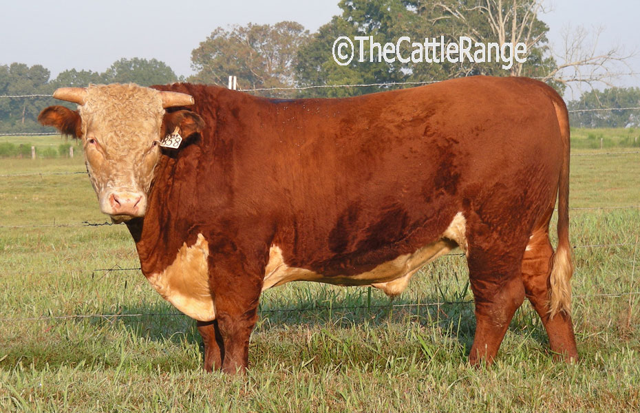 Cattle Range Listing Image