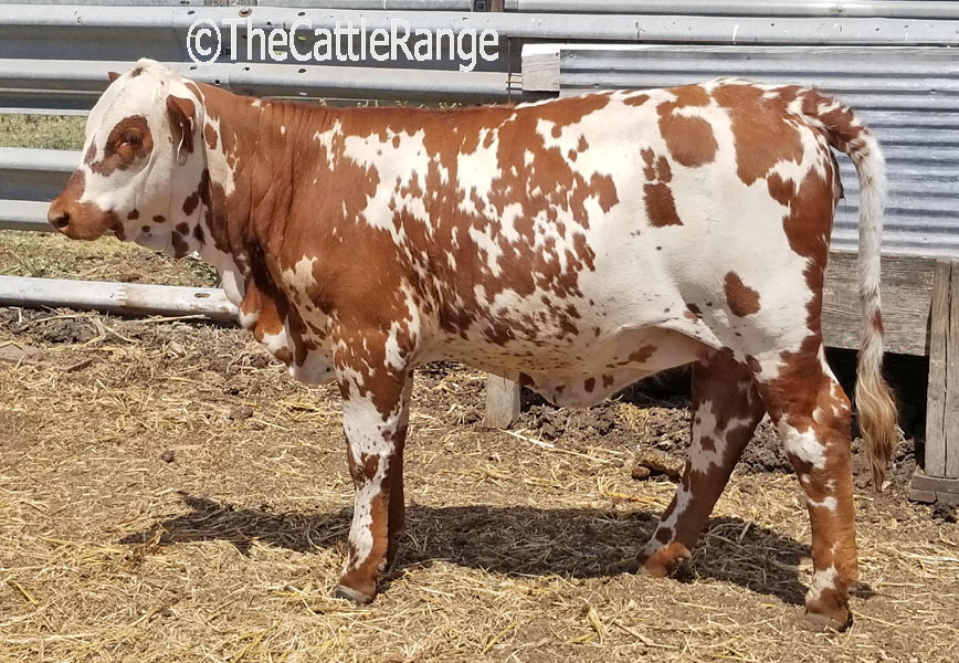 Cattle Range Listing Image