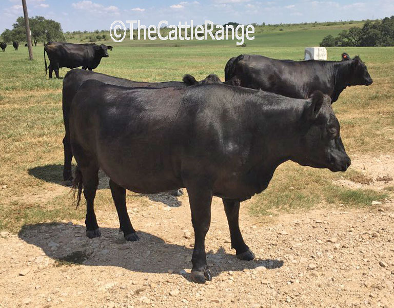 Cattle Range Listing Image