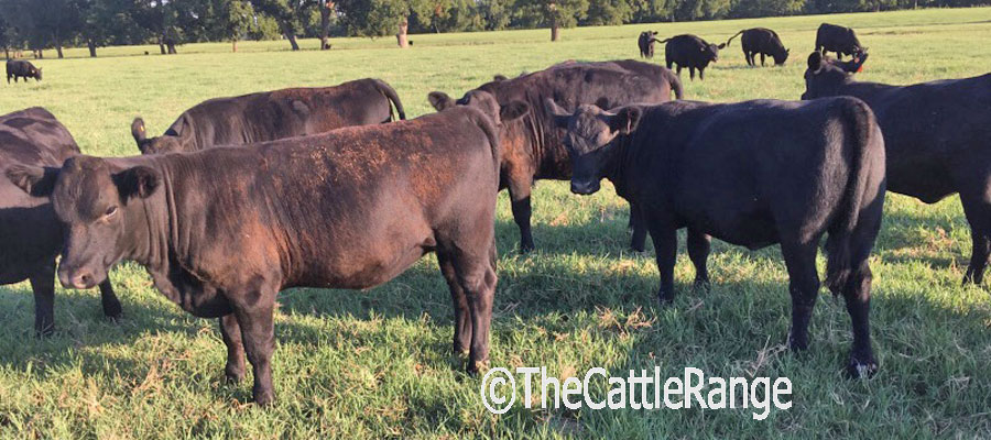 Cattle Range Listing Image