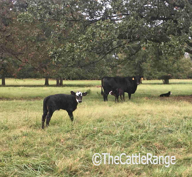 Cattle Range Listing Image
