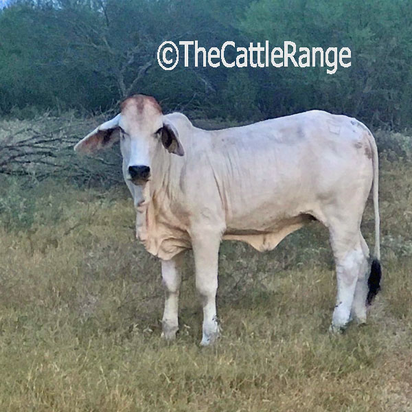 Cattle Range Listing Image
