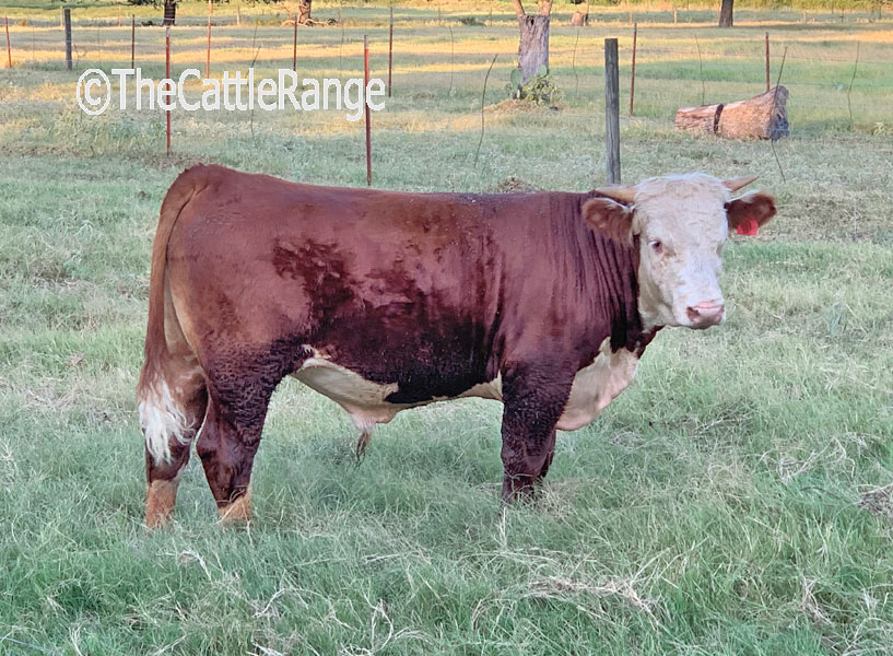 Cattle Range Listing Image