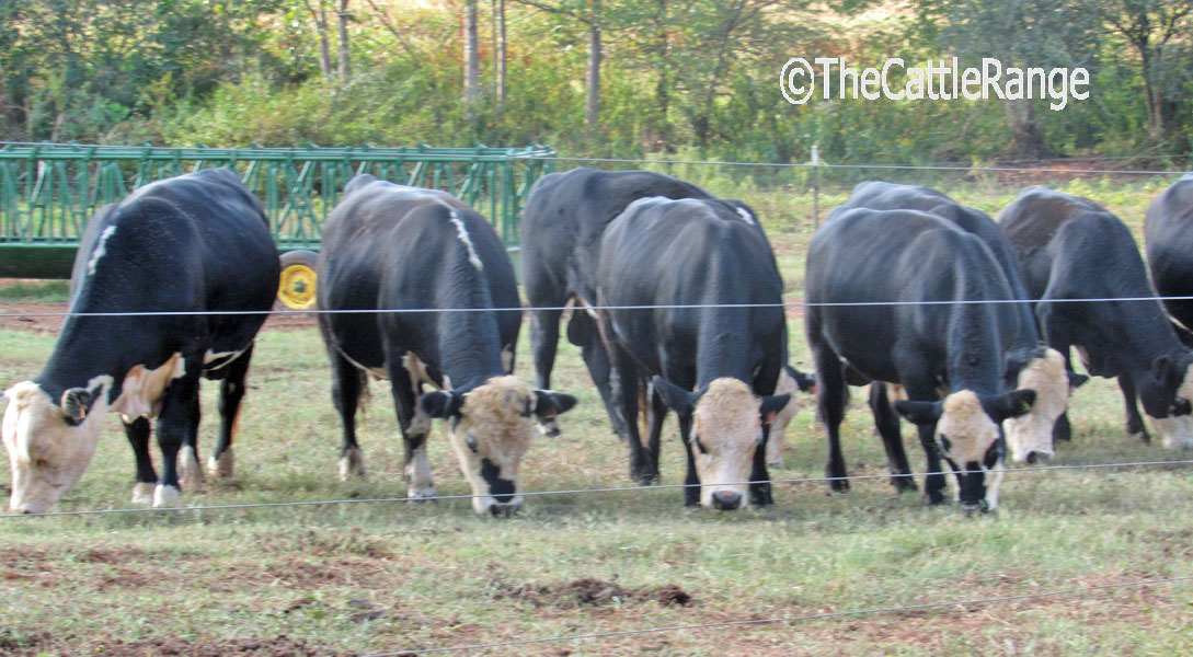 Cattle Range Listing Image