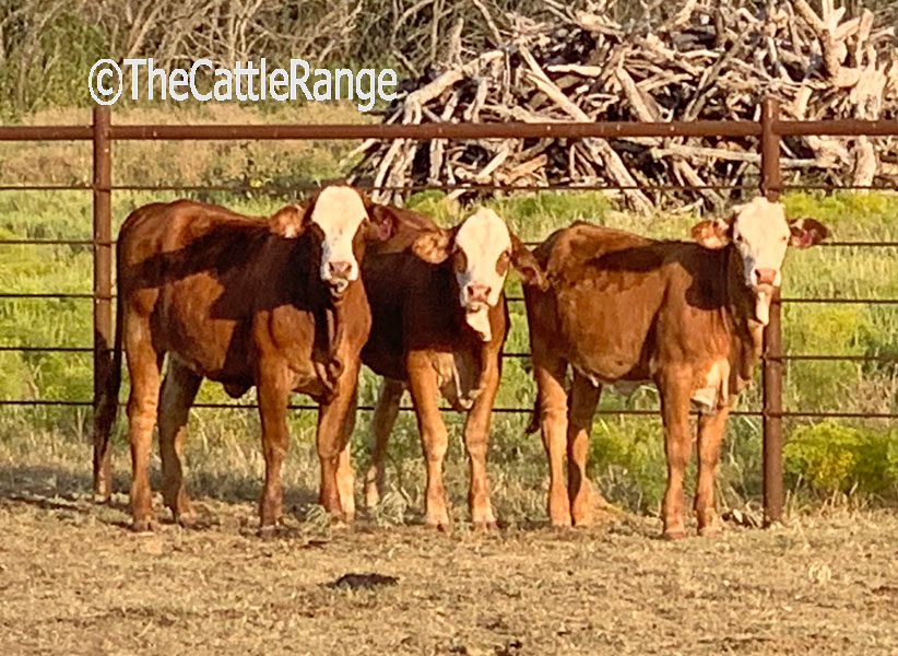 Cattle Range Listing Image