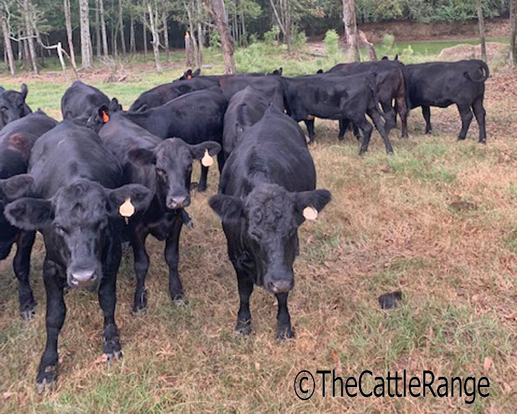 Cattle Range Listing Image