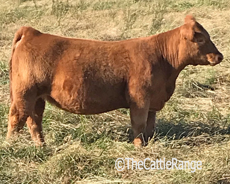 Cattle Range Listing Image
