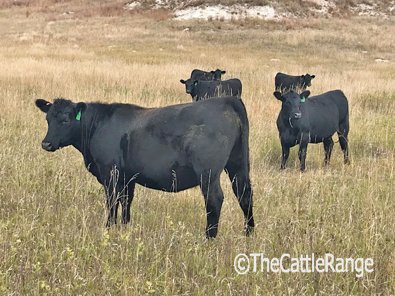 Cattle Range Listing Image