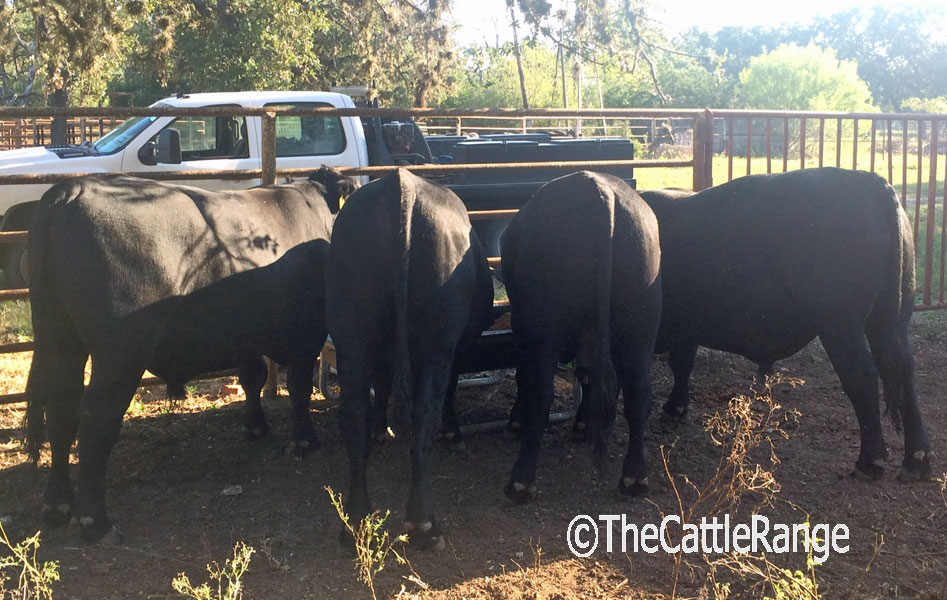 Cattle Range Listing Image