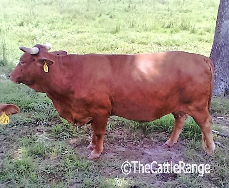 Cattle Range Listing Image