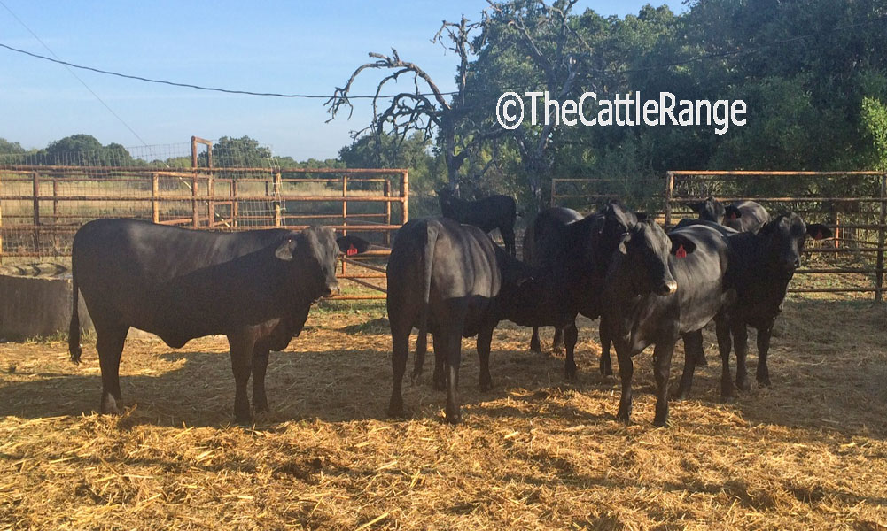 Cattle Range Listing Image